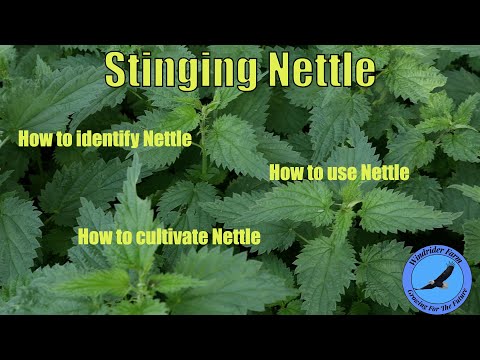Stinging Nettle - How to identify, use, and cultivate Nettle.
