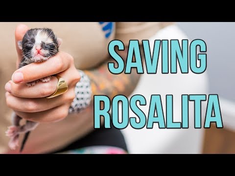 Saving a One-Day-Old Kitten, Rosalita!