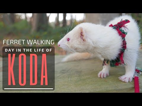 Day In The Life Of Koda || Slow Motion || Ferret Walking