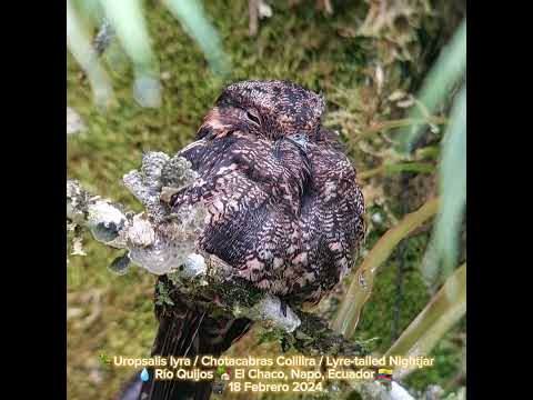 Uropsalis lyra_Lyre-tailed Nightjar💧 Río Quijos_El Chaco, Napo, Ecuador_Diego Piñán_18 Feb 2024