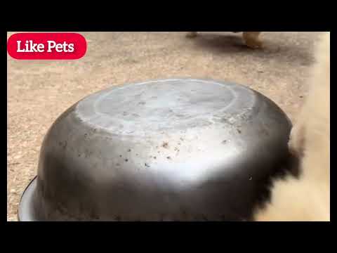 Today we’re eating a big duck leg #VillageDog #MyCountrysideLife