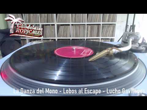La Danza del Mono - Lobos al Escape - Lucho Gavilanes