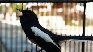 Download lagu KACER RASA KENARI TEMBAKAN TAJAM mp3 Download lagu KACER RASA KENARI TEMBAKAN TAJAM mp3