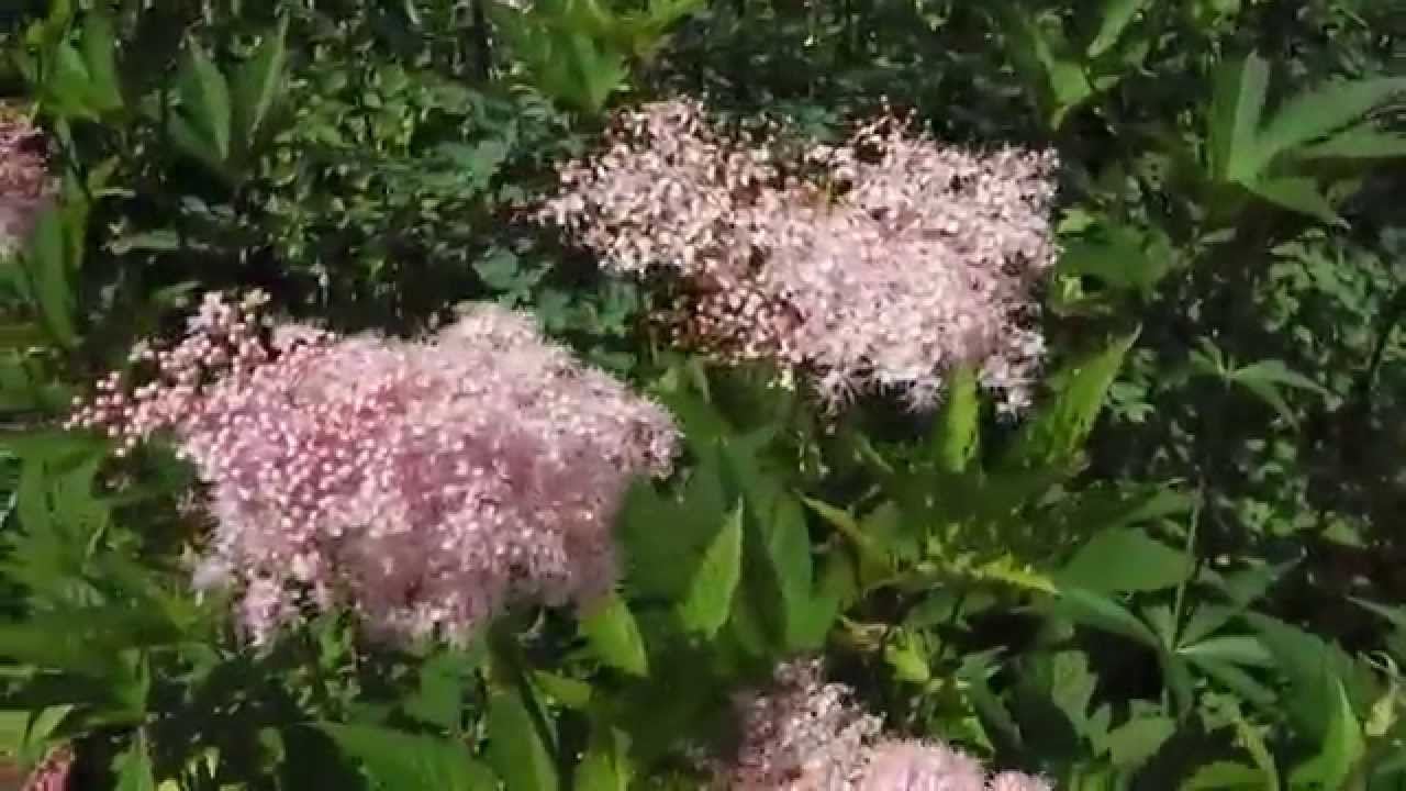 Filipendula rubra ‘Venusta’