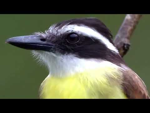 Summer Eletrohits Bem Te-Vi