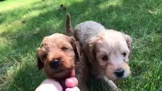Puppy Playtime
