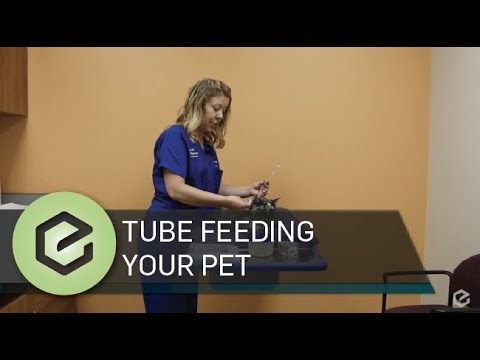 Tube Feeding Your Pet