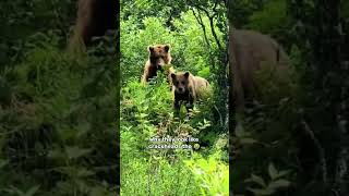 Saw a black bear and my brain went “RUN” before my mouth could scream 🐻💨#bear #funny #animal