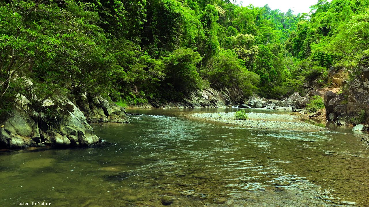 Relaxing nature sounds, babbling brooks and birdsong echoing in the forest, amazing nature sounds