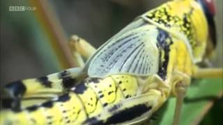BBC Documentary - Insect Worlds: Them & Us - Episode 1