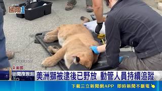 一早出門嚇壞！野生美洲獅闖舊金山社區逃竄 動管員射麻醉圍捕｜三立新聞網 SETN.com
