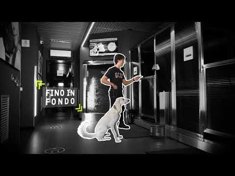 WashDog Bellinzona – click to open the video