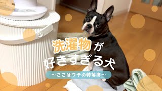 洗濯物の上はワテの指定席