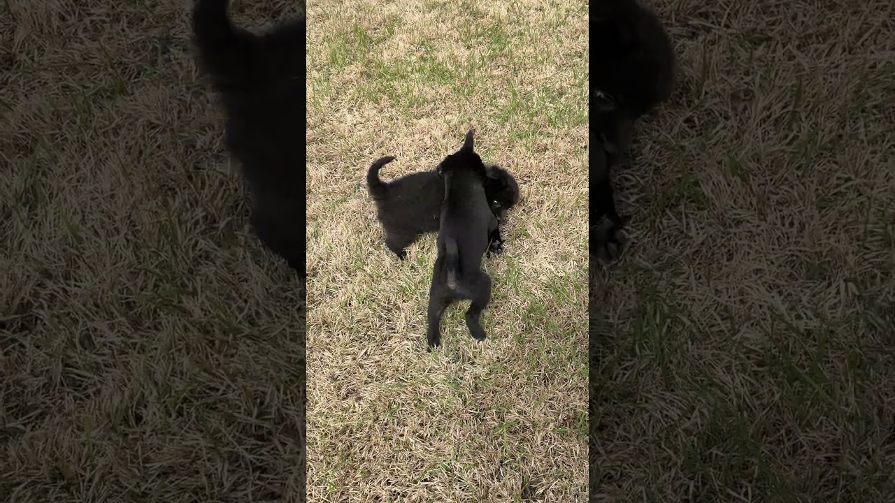 Molly, a Adoptable mixed breed in Arlington , VA video 6/6