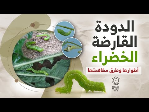, title : 'دودة خضراء تأكل الأوراق ، تعرف عليها وعلى طرق مكافحتها How do you get rid of green worms?'