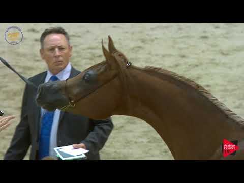 N.54 FOLA AL REMAS - Dubai 2019 - Fillies 2 years old