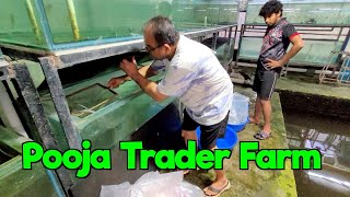 Aquarium Fish Stock & Aquarium Accessories at Pooja Trader Farm I Part 2