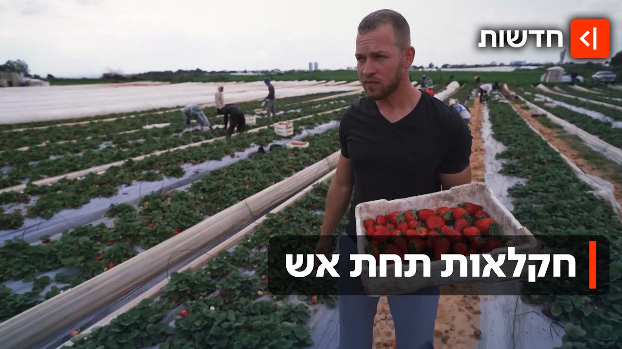 הורה סיירי התות: החקלאים שיוצאים לשדות, לרפתות ולמשקים תחת איום הטילים