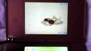 How to get a puppy on nintendogs