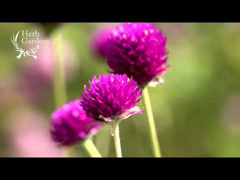 地面に砂糖を入れてもいいですか？植物にとって良いのでしょうか？あなたを驚かせる5つのヒント！  庭園