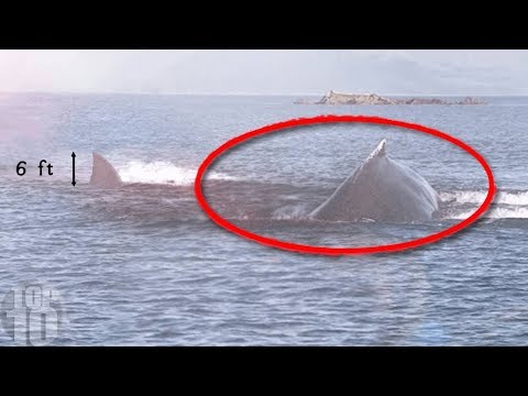 10 Megalodon Caught on Camera & Spotted In Real Life!