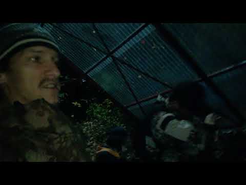 HDSH  MSC 10 years old