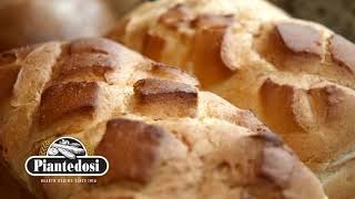 Piantedosi Baking Company