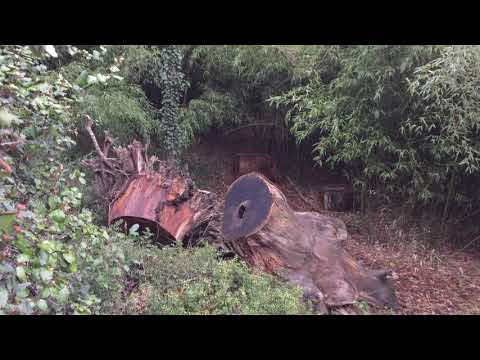 Массандровский парк бамбуковая роща