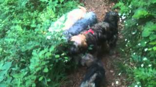 Wanderung am Tag des Hundes