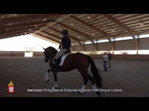 20/06/29 8 Jeropiga - Projecto para Cavalos Lusitanos Jovens no Ensino