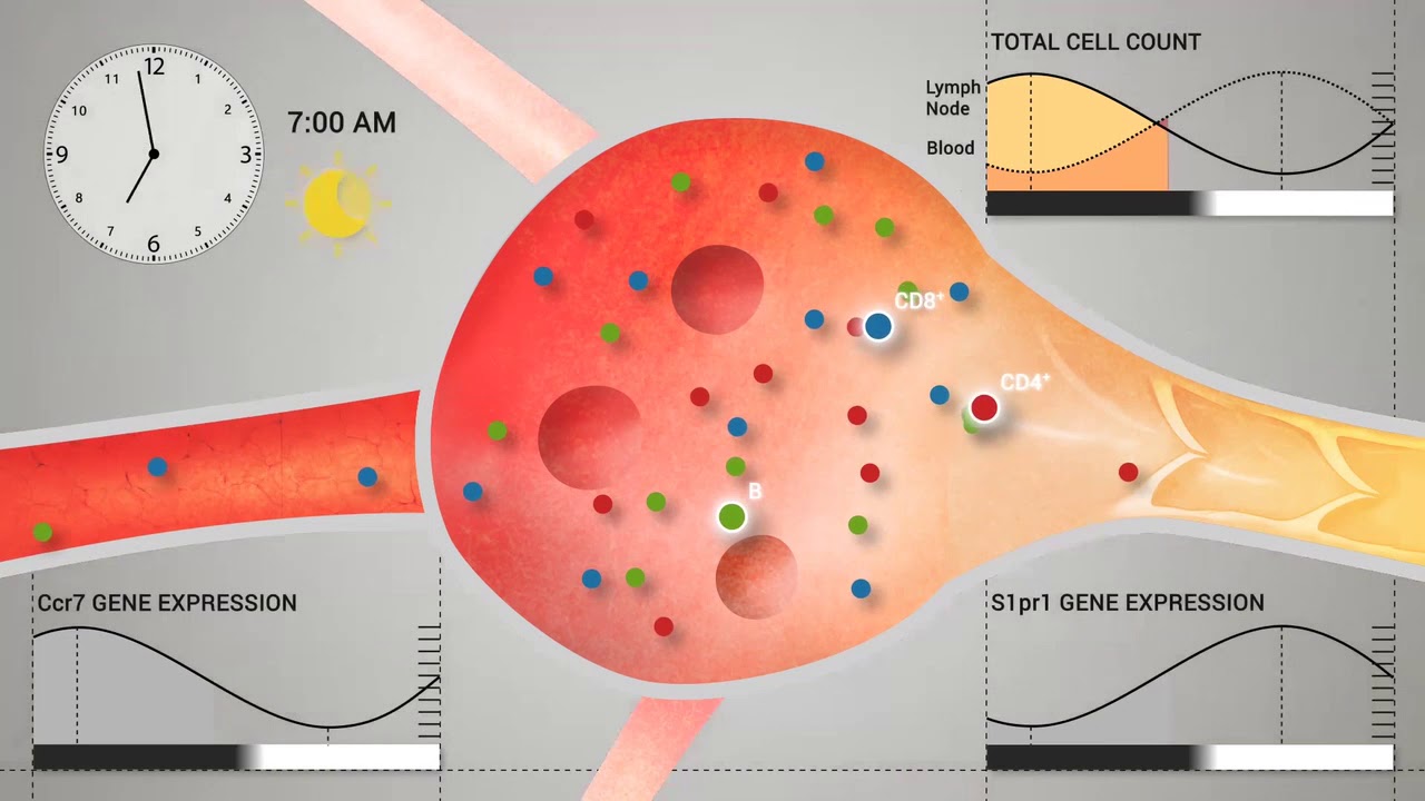 Circadian Lymphocyte Migration through Lymph Nodes