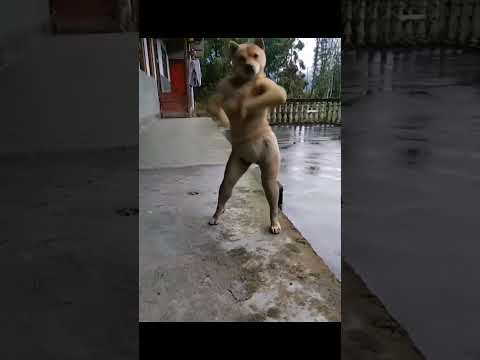 dog ki dance performance video funny comedy video 😁 Irfan