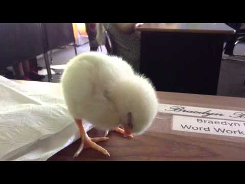 Un pollito que se cae de sueño