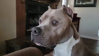Will the House Hippo's hunt be successful #pittienation #pitbull #funny #cuteanimals