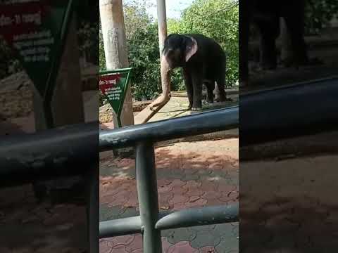 Konni Aanakoodu | Baby elephant playing | Near pathanamthitta | Konni Elephant Training Centre