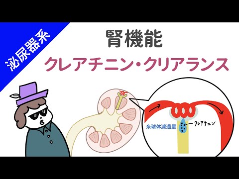 クレアチン: クレアチンとは何なのか、何のためにあるのか、そしてどのように使用するのか