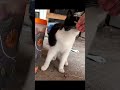 Sweet Tuxie Gets His Nose Checked