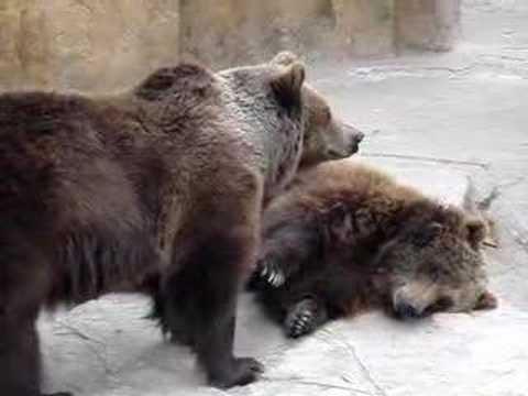 Karuvideo Barca loomaaiast