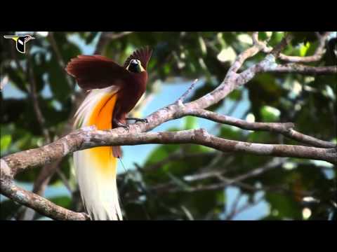 طيور غابة الامازون