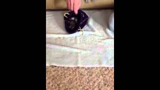 Baby Dumbo Rats- Audrey and Marilyn