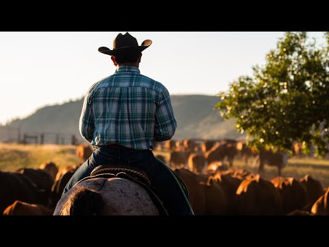 Great Western Trail - How to play Cowboys