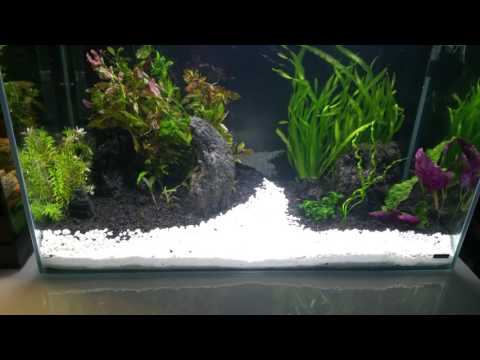 My new 17 gallon rimless planted aquarium