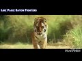 KAAL - Best Tiger Scenes (Watch Video)