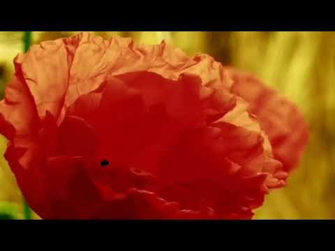 Txoj Kev Hlub Muab Zais Cia Rau Ruab Siab