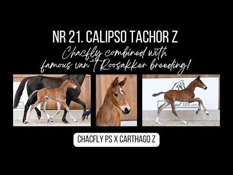 International performing relatives to Calipso Tachor Z