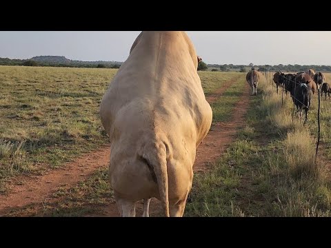 I Put my Tuli bull to the heifers.