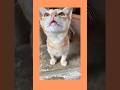 Orange Cat With Tuxedo Cat Cats