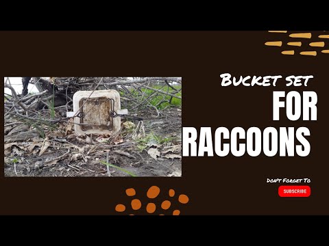 Bucket Set for Raccoons