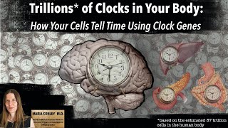 Trillions of Clocks in Your Body:  How Your Cells Tell Time Using Clock Genes