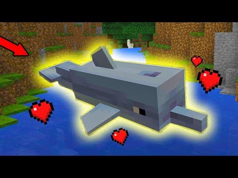 Can You Tame A Dolphin In Minecraft